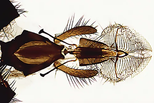 Botanisk og zoologisk basis, 25 præparater, serie 500  (079130)