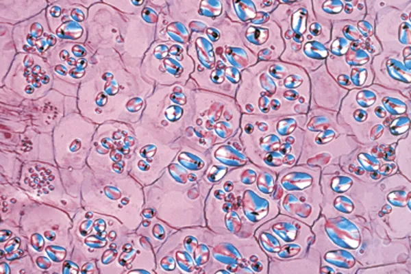 Planteceller, 12 mikropreparater, serie 5100  (079135)