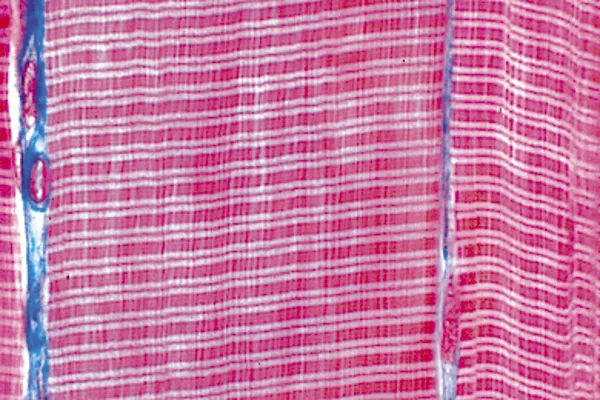 Dyreceller, 12 mikropreparater, serie 5000  (079140)