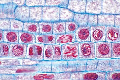 Mikropræparat, DNA, celledeling  (079166)