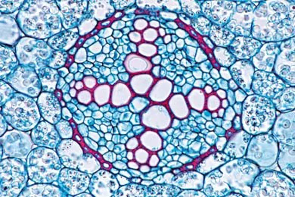 Mikropræparat smørblomst, tokimbladet rod s.t.  (079215)