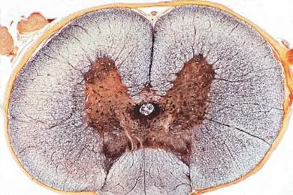 Mikropræparat rygmarv fra kat, t.s.  (079225)