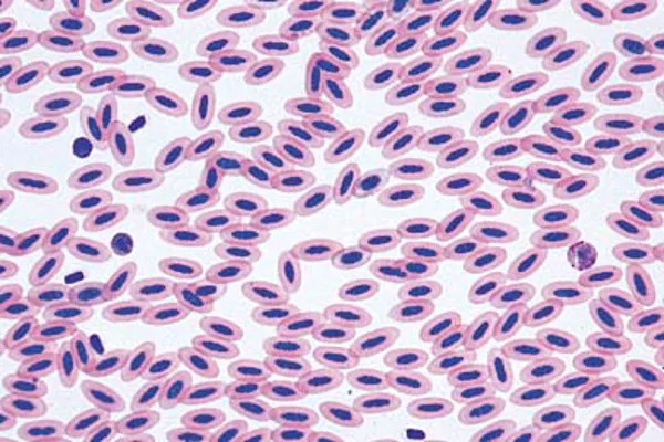 Mikropreparat kylling, enkelt preparat blodutstryk, Lieder  (079235)