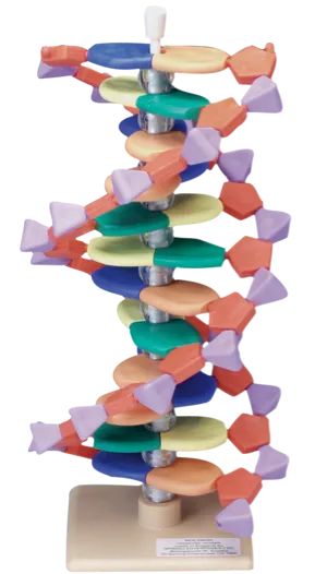 DNA-model, 12 lag  (527564)