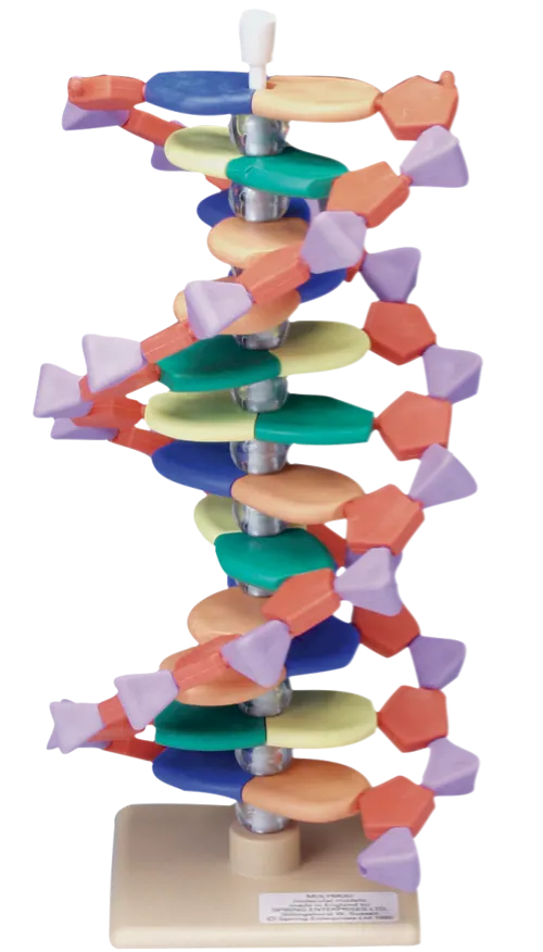 DNA-model, 12 lag  (527564)