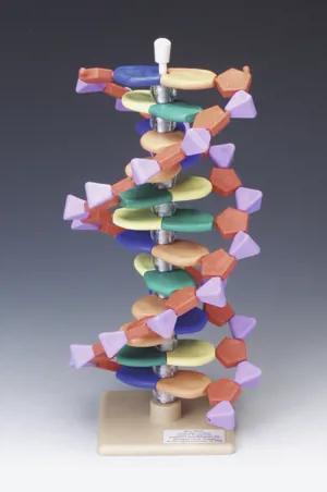 DNA-model, 12 lag  (527564)