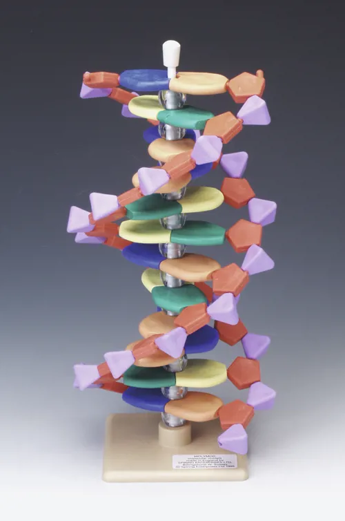 DNA-model, 12 lag  (527564)