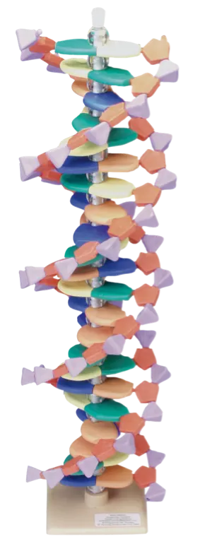 DNA-model, 22 lag  (527565)