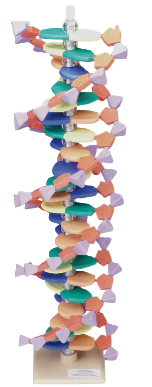 DNA-model, 22 lag  (527565)