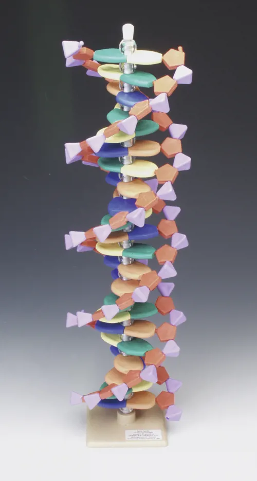 DNA-model, 22 lag  (527565)