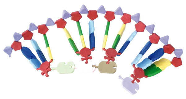 Proteinsyntese, modell  (527570)