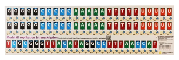 Replikasjon og transkripsjon av DNA, magnetmodell  (527576)