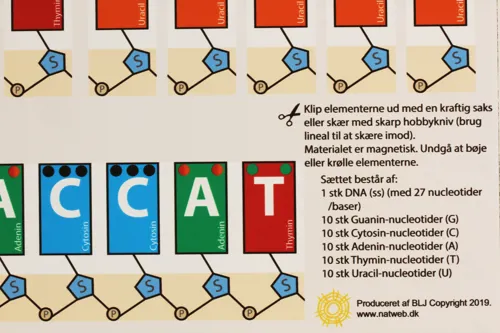 Magnetisk model, replikation og transskription  (527576)