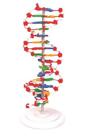 DNA-model, 50 cm, samlet  (527577)