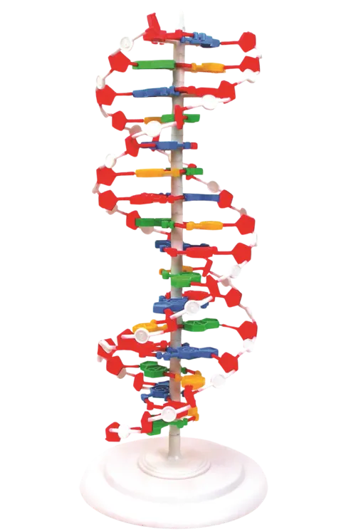 DNA-model, 50 cm, samlet  (527577)