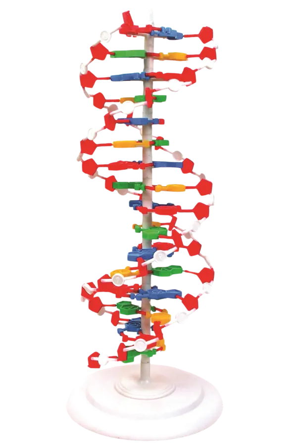 DNA-model, stor  (527577)