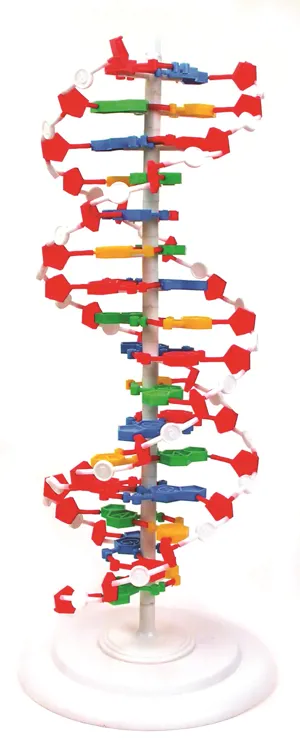 DNA-model, 50 cm, samlet  (527577)