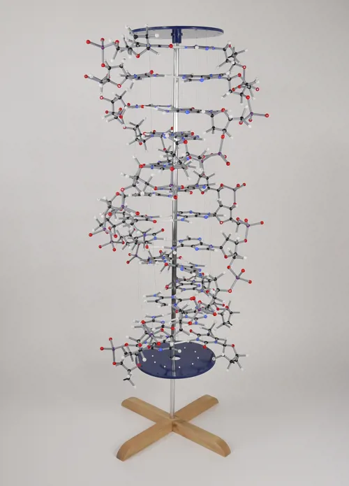 DNA-model til ophæng, stor  (527600)