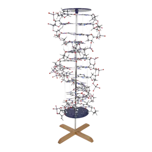 DNA-model til ophæng, stor  (527600)