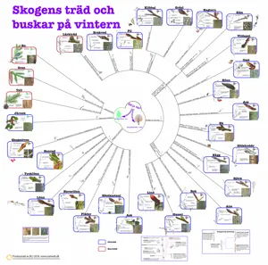 Bestämningsnyckel Skogens träd och buskar på vinteren  (671018)