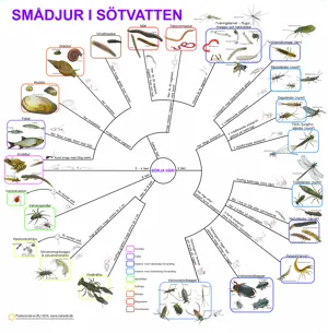 SVENSK Bestämningsnyckel Smådjur i sövatten  (671020)