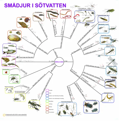 SVENSK Bestämningsnyckel Smådjur i sövatten  (671020)