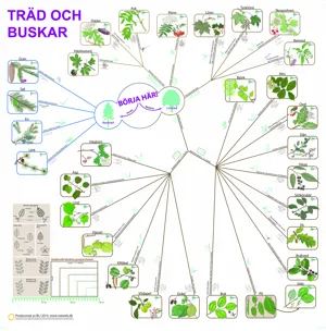 SVENSK Bestämningsnyckel Träd och buskar  (671024)