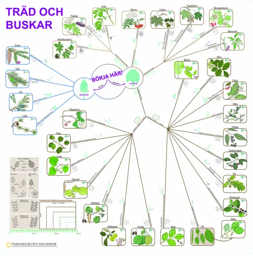 SVENSK Bestämningsnyckel Träd och buskar  (671024)