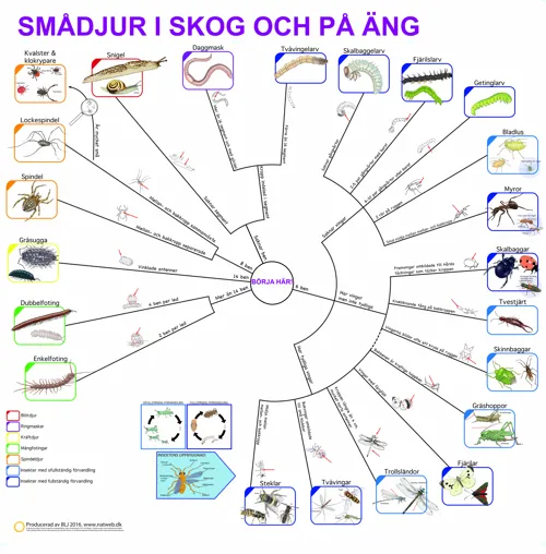 SVENSK Bestämningsnyckel Smådjur i skog och äng  (671026)