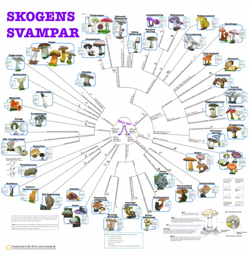 SVENSK Bestämningsnyckel Skogens svampar  (671028)