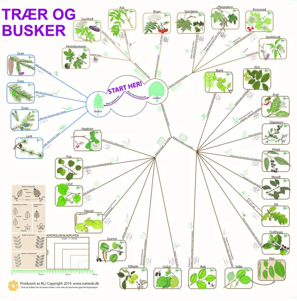 Bestemmelsesduk Trær og busker i farger  (671100)