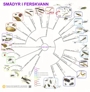 Bestemmelsesduk Smådyr i ferskvann i farger  (671101)