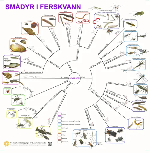 Bestemmelsesduk Smådyr i ferskvann i farger  (671101)