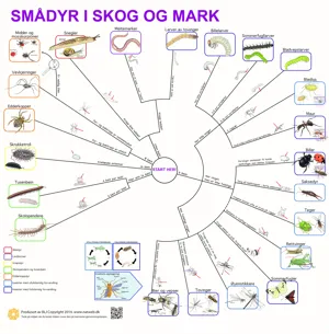 Bestemmelsesduk Smådyr i skog og mark i farger  (671102)