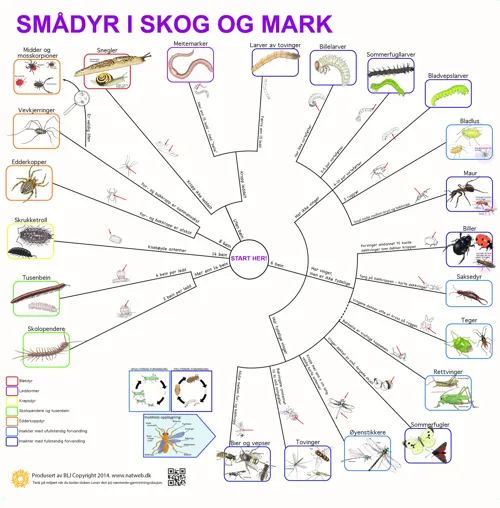 Bestemmelsesduk Smådyr i skog og mark i farger  (671102)