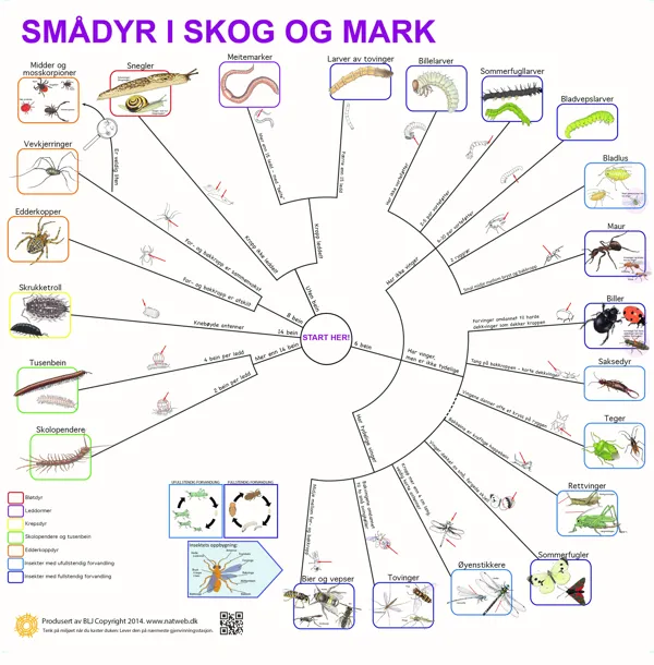Bestemmelsesduk Smådyr i skog og mark i farger  (671102)