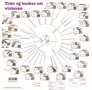 Bestemmelsesduk Trær og busker om vinteren  (671106)