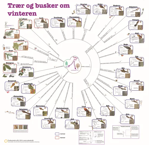 Bestemmelsesduk Trær og busker om vinteren  (671106)