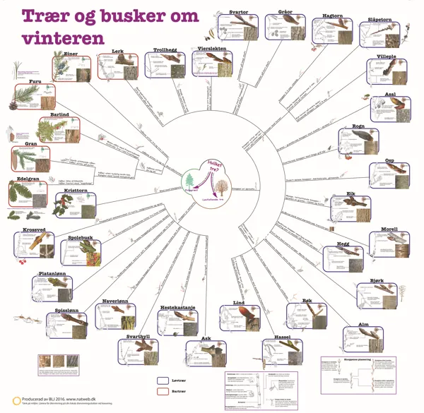 Bestemmelsesduk Trær og busker om vinteren  (671106)