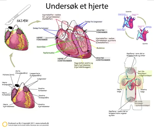 Disseksjonsduk hjertet, 60 x 75 cm  (671111)