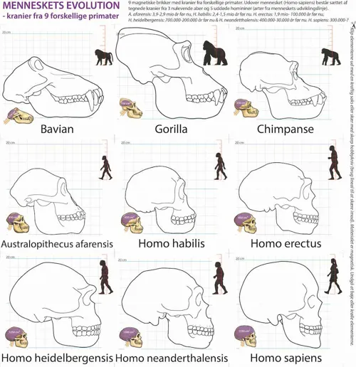 Menneskets evolution - 9 kranier, primater, magnetisk  (768062)