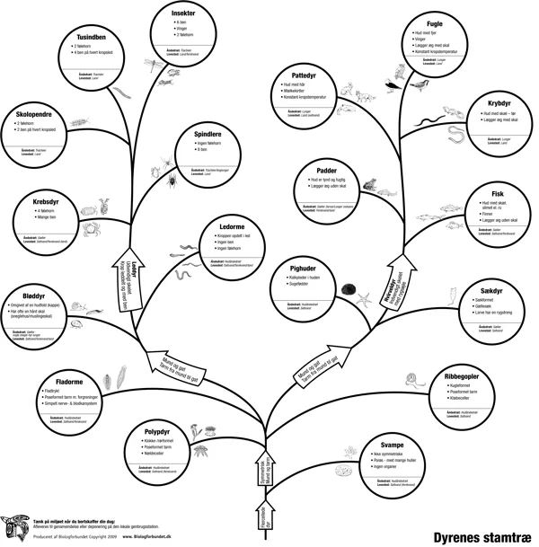 Evolutionsdug, dyrenes stamtræ  (768066)