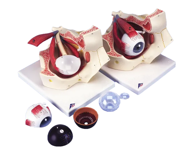 Øye i øyehule, modell  (770013)