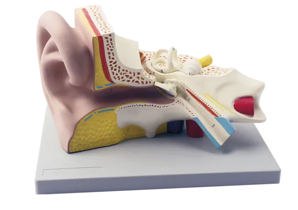 Øremodell, 3 deler, 3x forstørret  (770110)