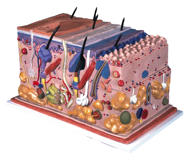 Hud, stor blokmodel  (770213)