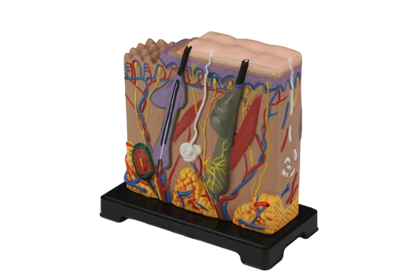 Hud, blokmodel, lille  (770215)