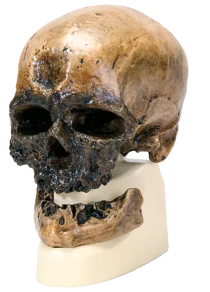 Hodeskalle: Cro Magnon Hodeskalle: Cro Magnon (771752)
