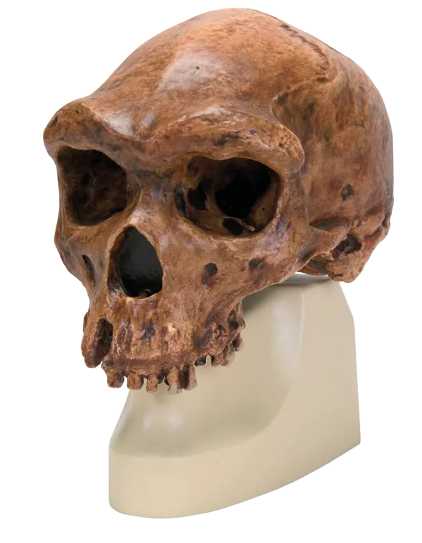 Kranie: Rhodesier, Broken Hill  (771754)