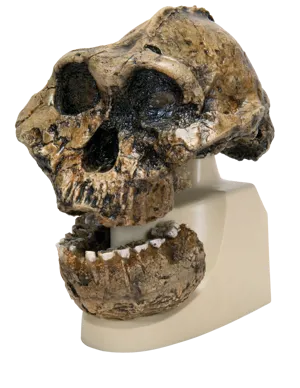 Kranie: Australopithecus boisei  (771755)