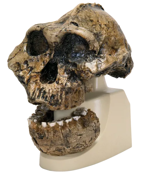 Kranie: Australopithecus boisei  (771755)